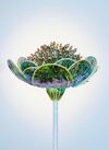 Colourful digital flower